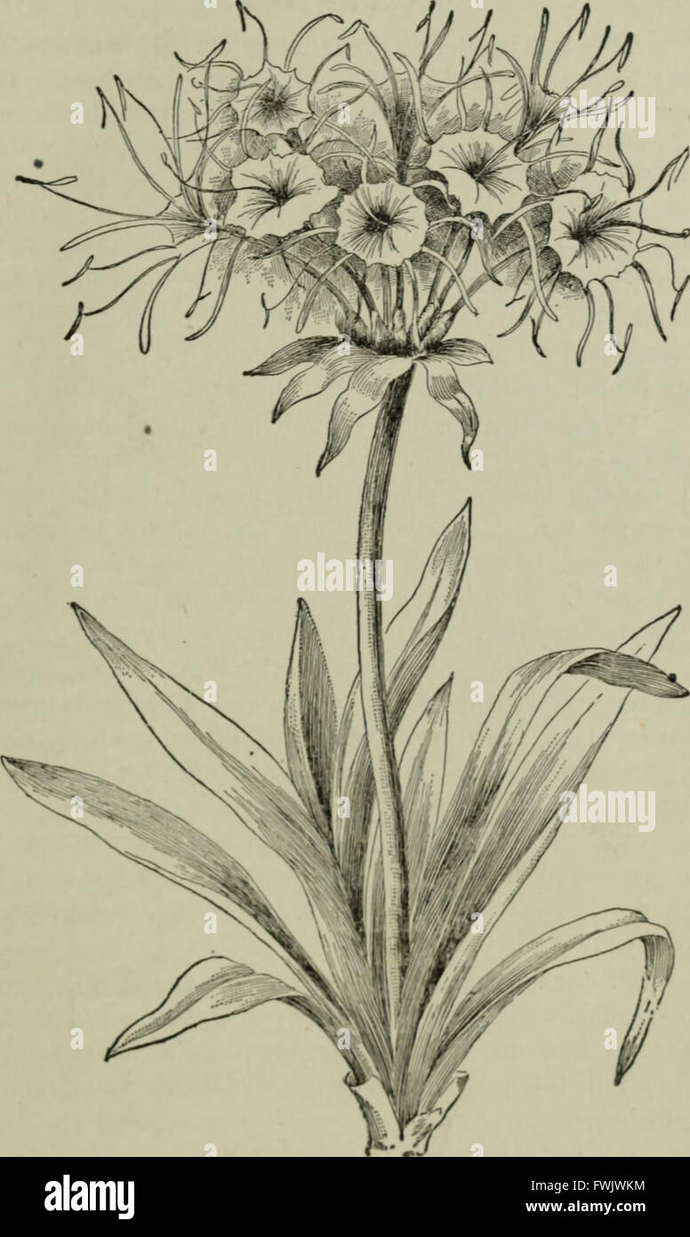 Lampadine e tuberose-piante radicate; la loro storia, la descrizione dei metodi di propagazione e le istruzioni complete per il successo della loro cultura nel giardino, abitazione e serra (1893) Foto Stock