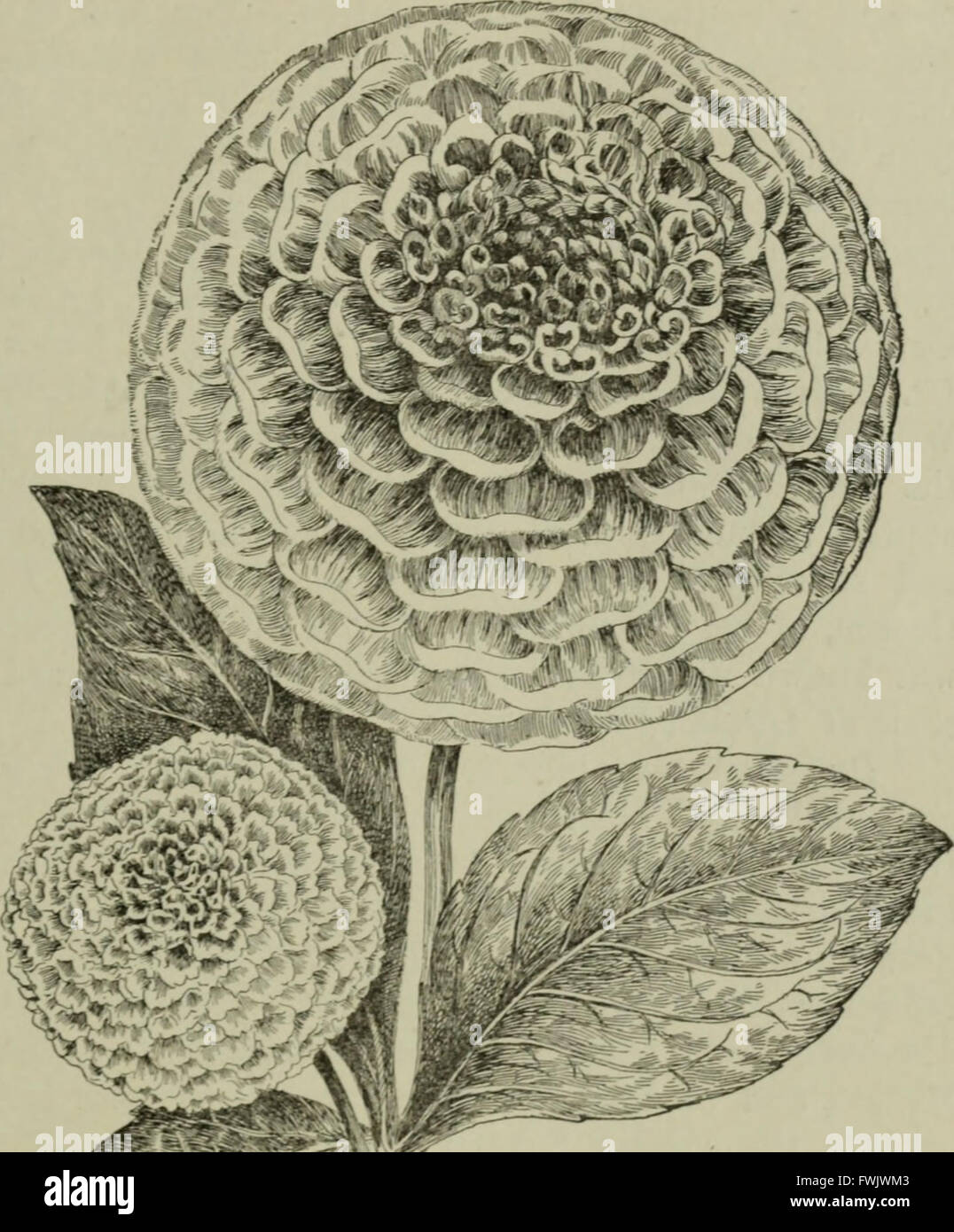 Lampadine e tuberose-piante radicate; la loro storia, la descrizione dei metodi di propagazione e le istruzioni complete per il successo della loro cultura nel giardino, abitazione e serra (1893) Foto Stock