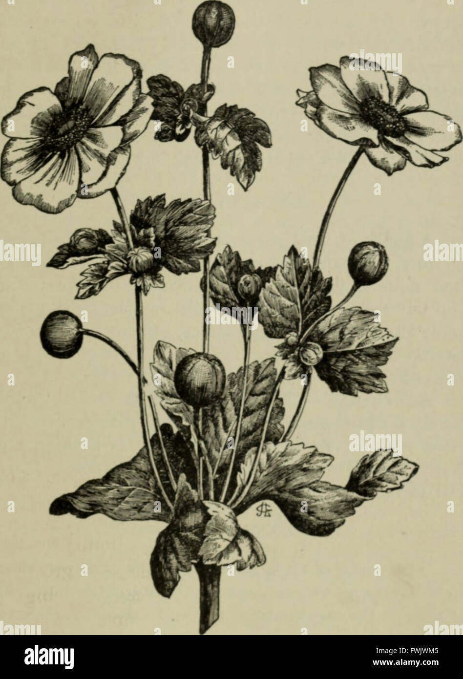 Lampadine e tuberose-piante radicate; la loro storia, la descrizione dei metodi di propagazione e le istruzioni complete per il successo della loro cultura nel giardino, abitazione e serra (1893) Foto Stock