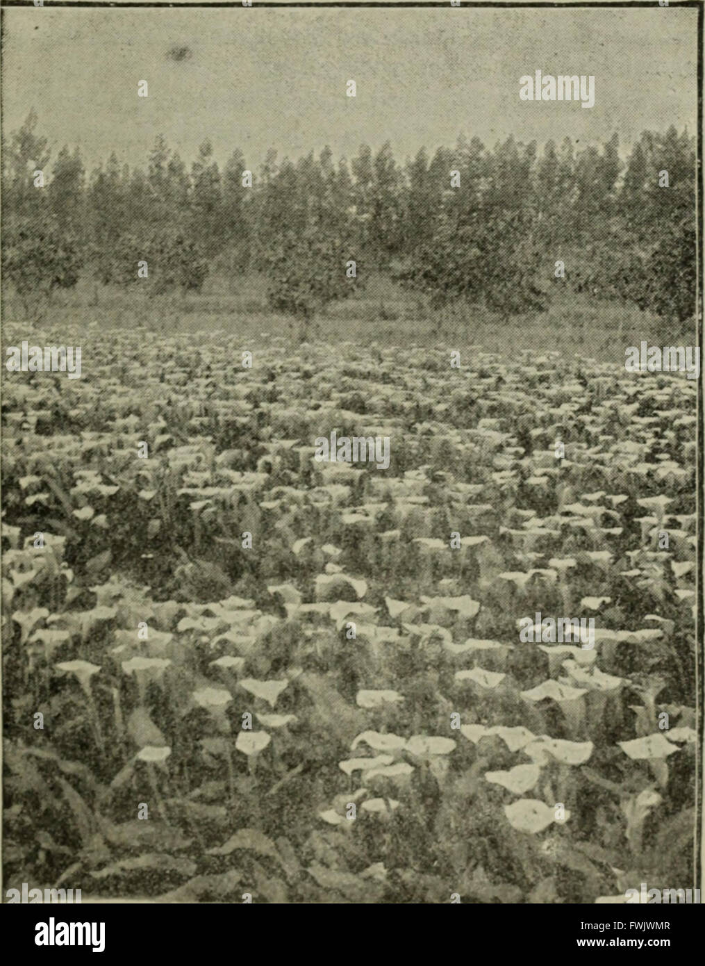 Lampadine e tuberose-piante radicate; la loro storia, la descrizione dei metodi di propagazione e le istruzioni complete per il successo della loro cultura nel giardino, abitazione e serra (1893) Foto Stock