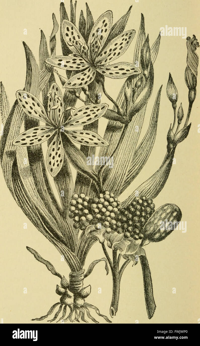 Lampadine e tuberose-piante radicate - la loro storia, la descrizione dei metodi di propagazione e le istruzioni complete per il successo della loro cultura nel giardino, abitazione e serra (1919) Foto Stock