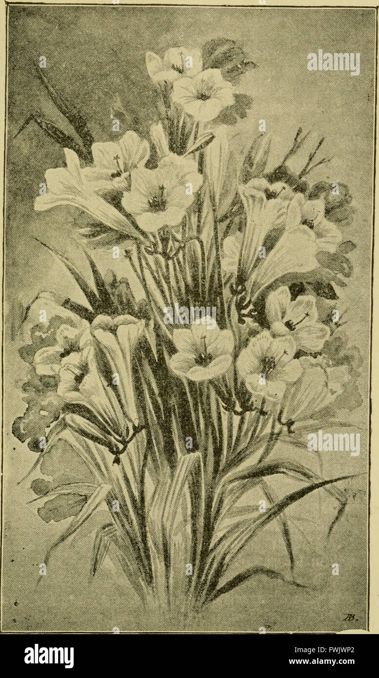 Lampadine e tuberose-piante radicate - la loro storia, la descrizione dei metodi di propagazione e le istruzioni complete per il successo della loro cultura nel giardino, abitazione e serra (1919) Foto Stock