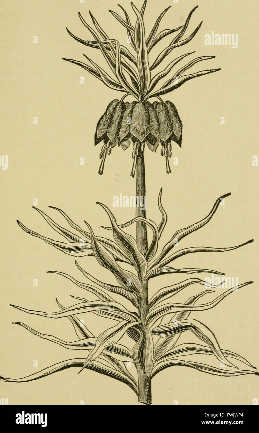 Lampadine e tuberose-piante radicate - la loro storia, la descrizione dei metodi di propagazione e le istruzioni complete per il successo della loro cultura nel giardino, abitazione e serra (1919) Foto Stock