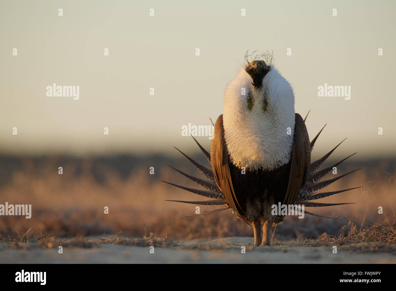 Maggiore maschio Sage grouse eseguendo il suo display di accoppiamento sul terreno fertile nel centro di stato di Washington Foto Stock