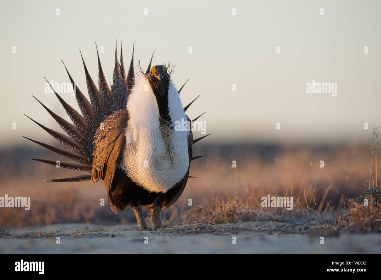 Maggiore maschio Sage grouse eseguendo il suo display di accoppiamento sul terreno fertile nel centro di stato di Washington Foto Stock