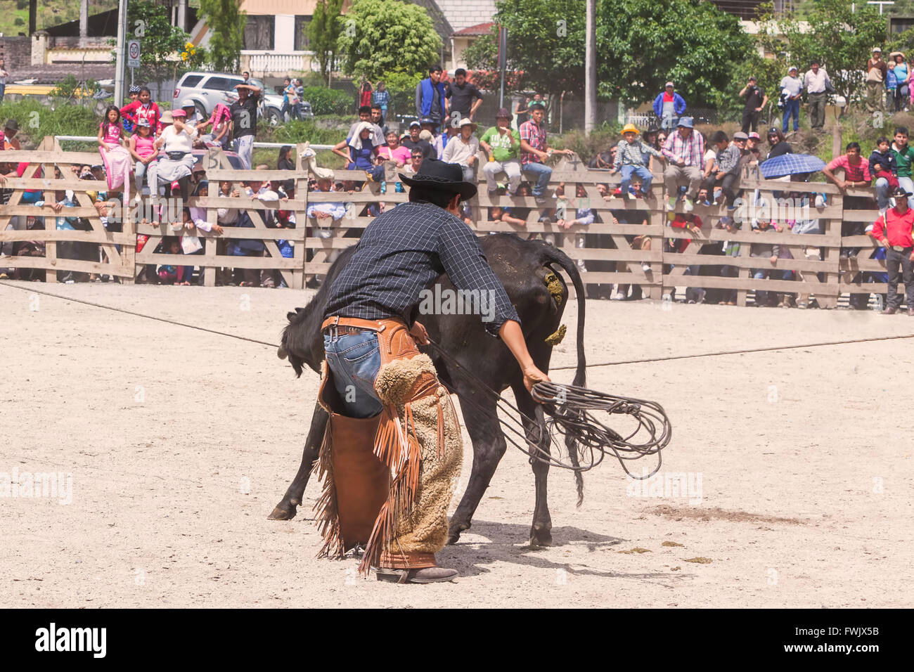 Banos, Ecuador - 30 Novembre 2014: giovani indigeni latino Cowboy è la cattura di un toro con lazo, Sud America In Banos Foto Stock