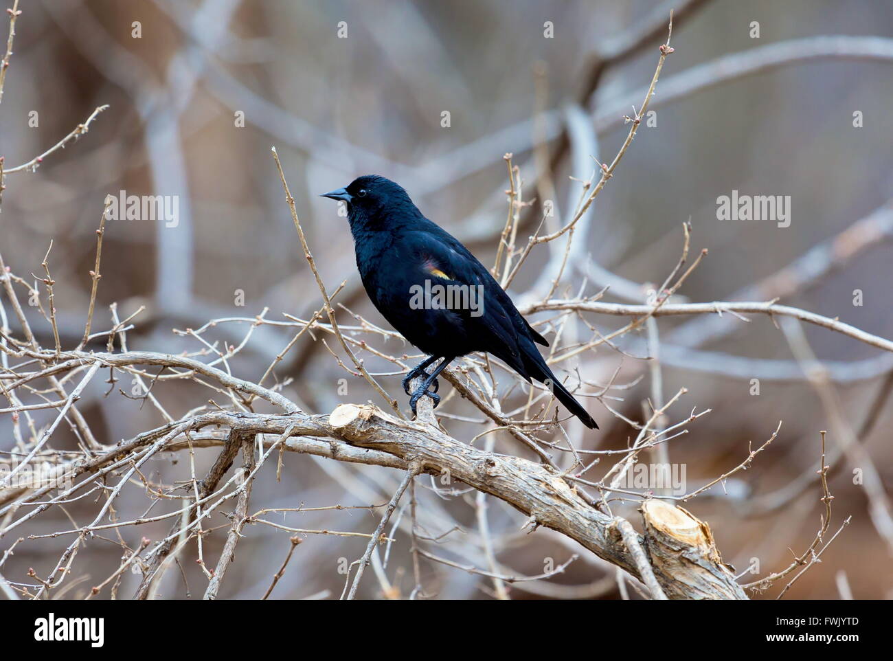 Red Winged Blackbird in una foresta in Quebec. Foto Stock