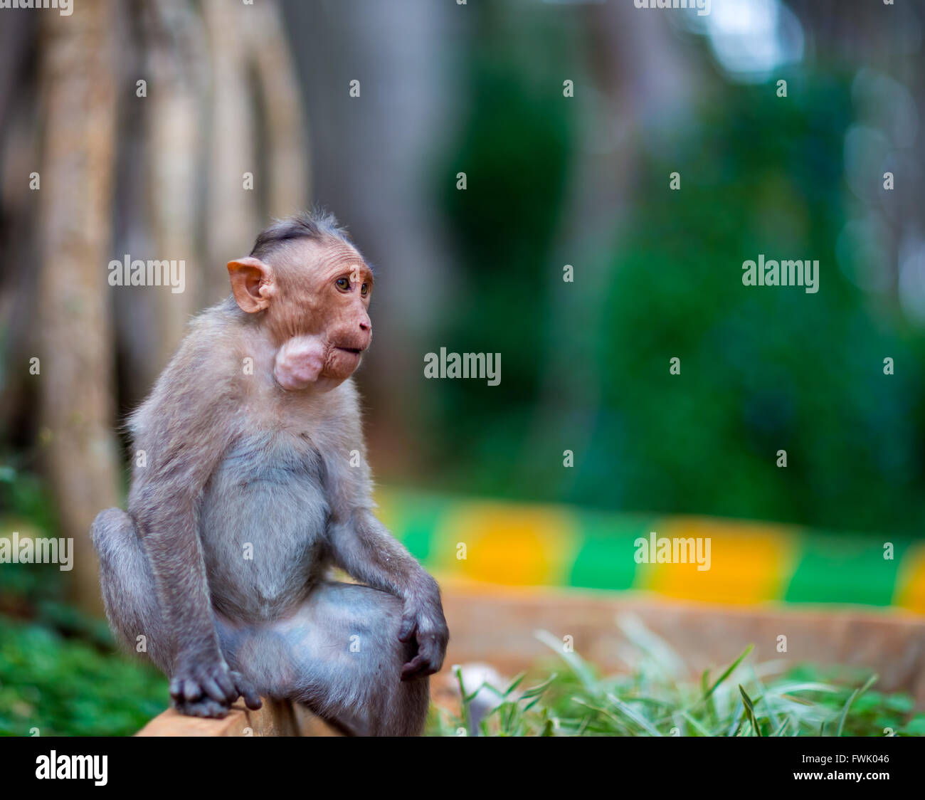 Cofano Macaque parte del Banyan Tree truppa, Bangalore, India. Foto Stock