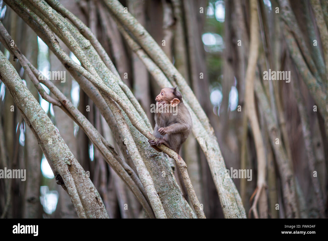 Cofano Macaque parte del Banyan Tree truppa, Bangalore, India. Foto Stock