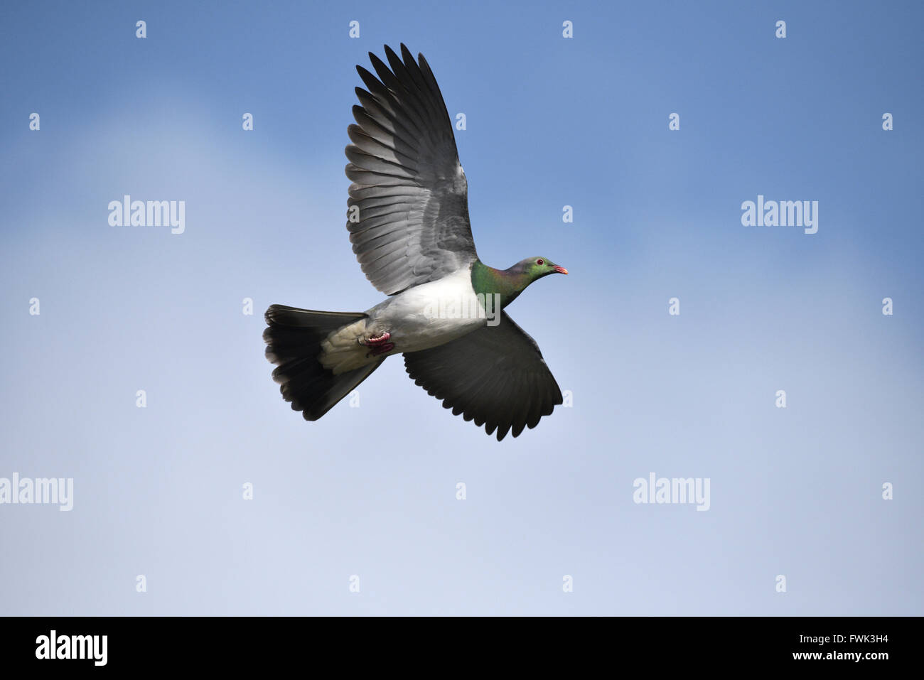 Nuova Zelanda piccione o Kereru - Hemiphaga novaeseelandiae Foto Stock