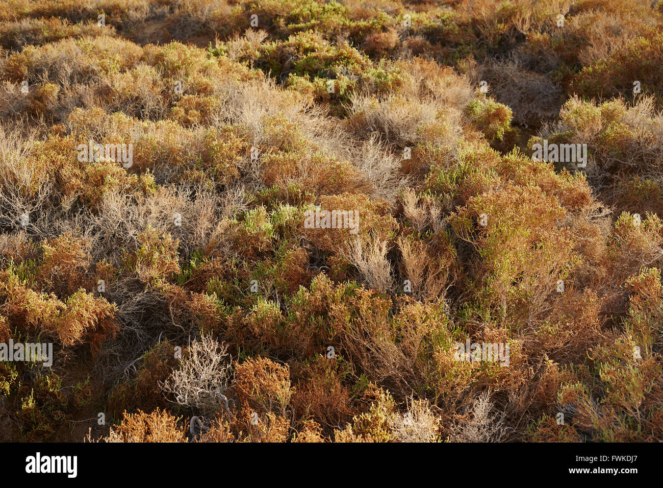 Parco Nazionale della Valle della Morte, la vita delle piante a Salt Creek, California, Stati Uniti d'America Foto Stock