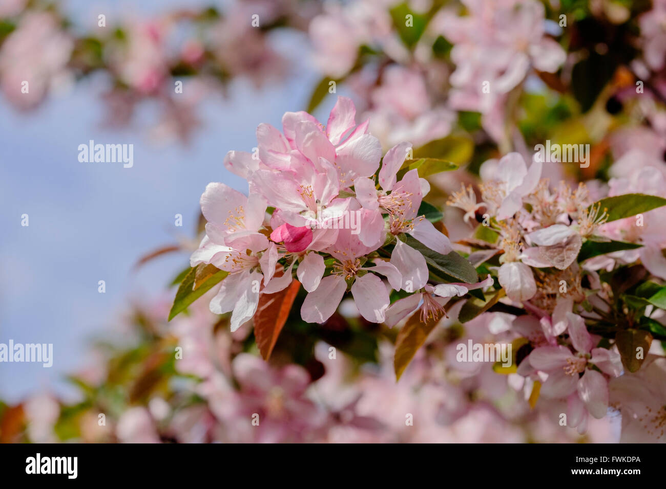 La molla nuova fioritura crabapple tree, profusione, Malus x moerlandsil, sboccia closeup. Oklahoma, Stati Uniti d'America. Foto Stock