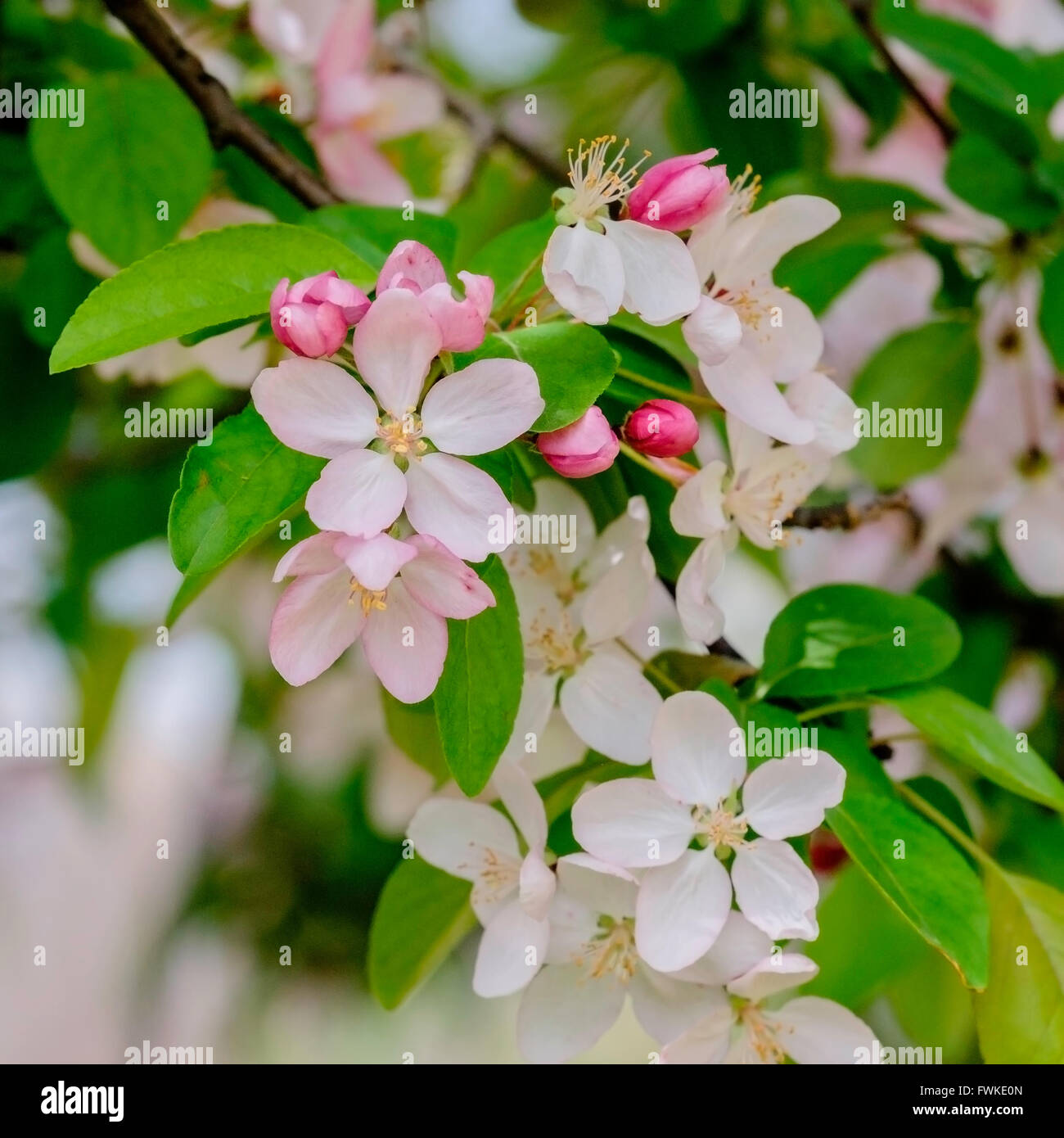 Nuova molla crabapple profusione, Malus x moerlandsil, sboccia closeup. Oklahoma, Stati Uniti d'America. Foto Stock