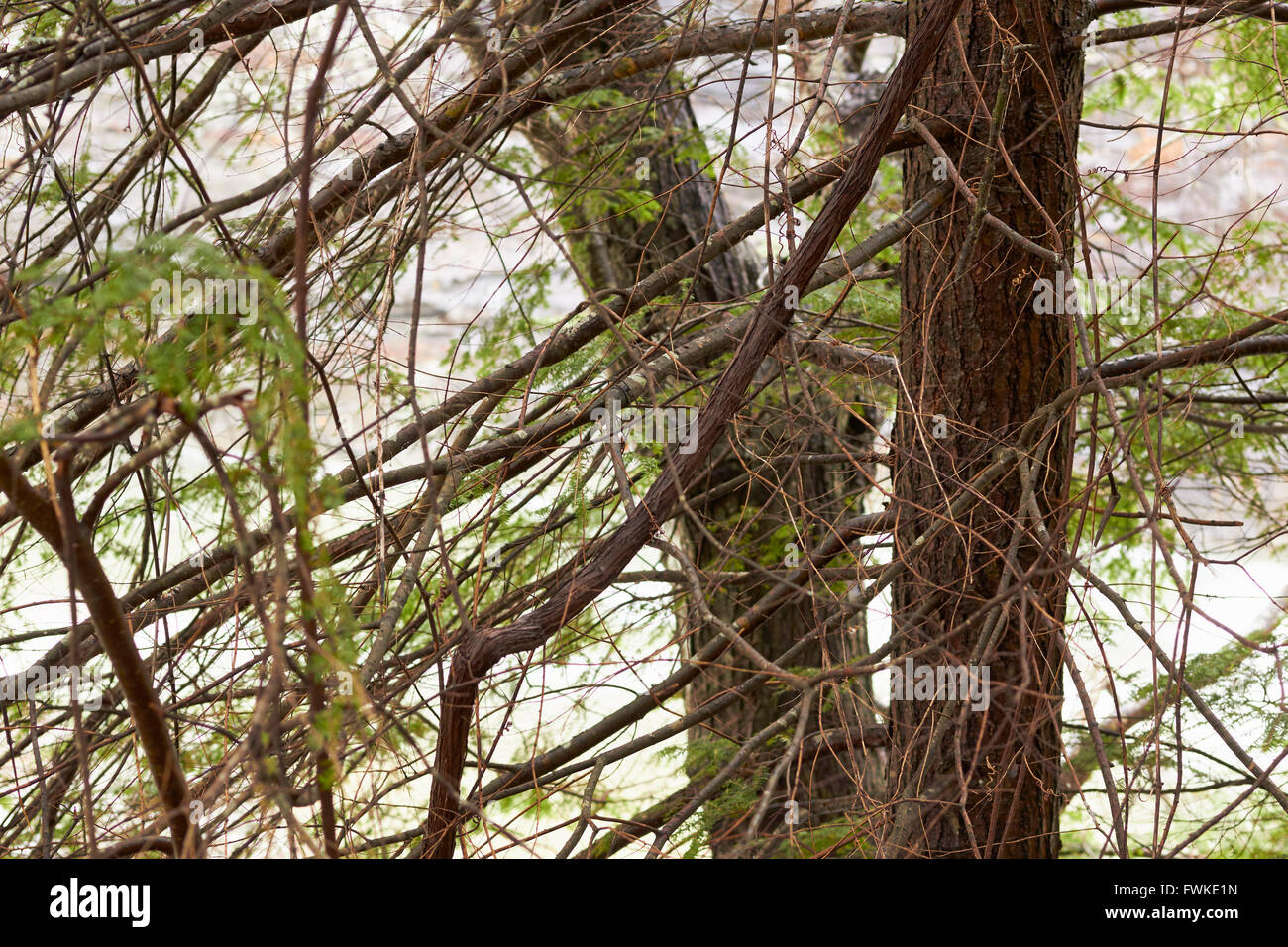 Alberi sempreverdi durante l inizio della primavera, Falls Creek Falls State Park, Pikeville,Tennessee, USA Foto Stock