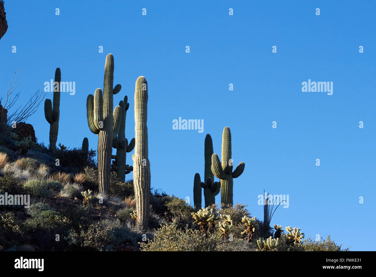 Selvaggia foresta di cactus, tonto monumento nazionale, Superstition Mountains, Roosevelt, Arizona, Stati Uniti d'America Foto Stock