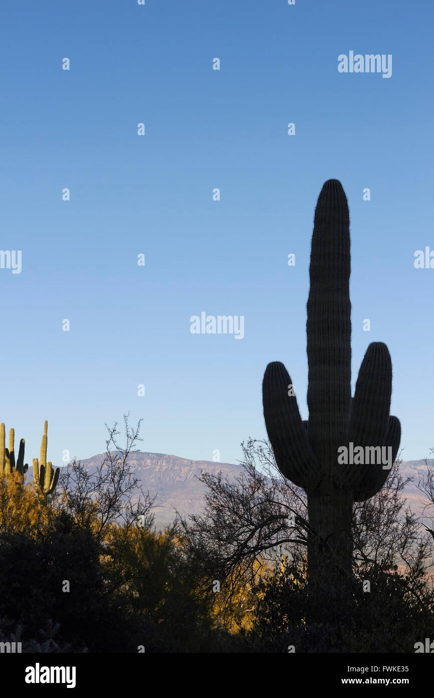Selvaggia foresta di cactus, tonto monumento nazionale, Superstition Mountains, Roosevelt, Arizona, Stati Uniti d'America Foto Stock