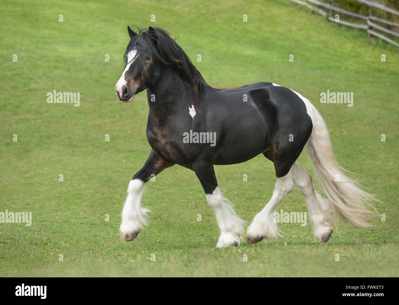 Gypsy Vanner cavallo stallone. Foto Stock