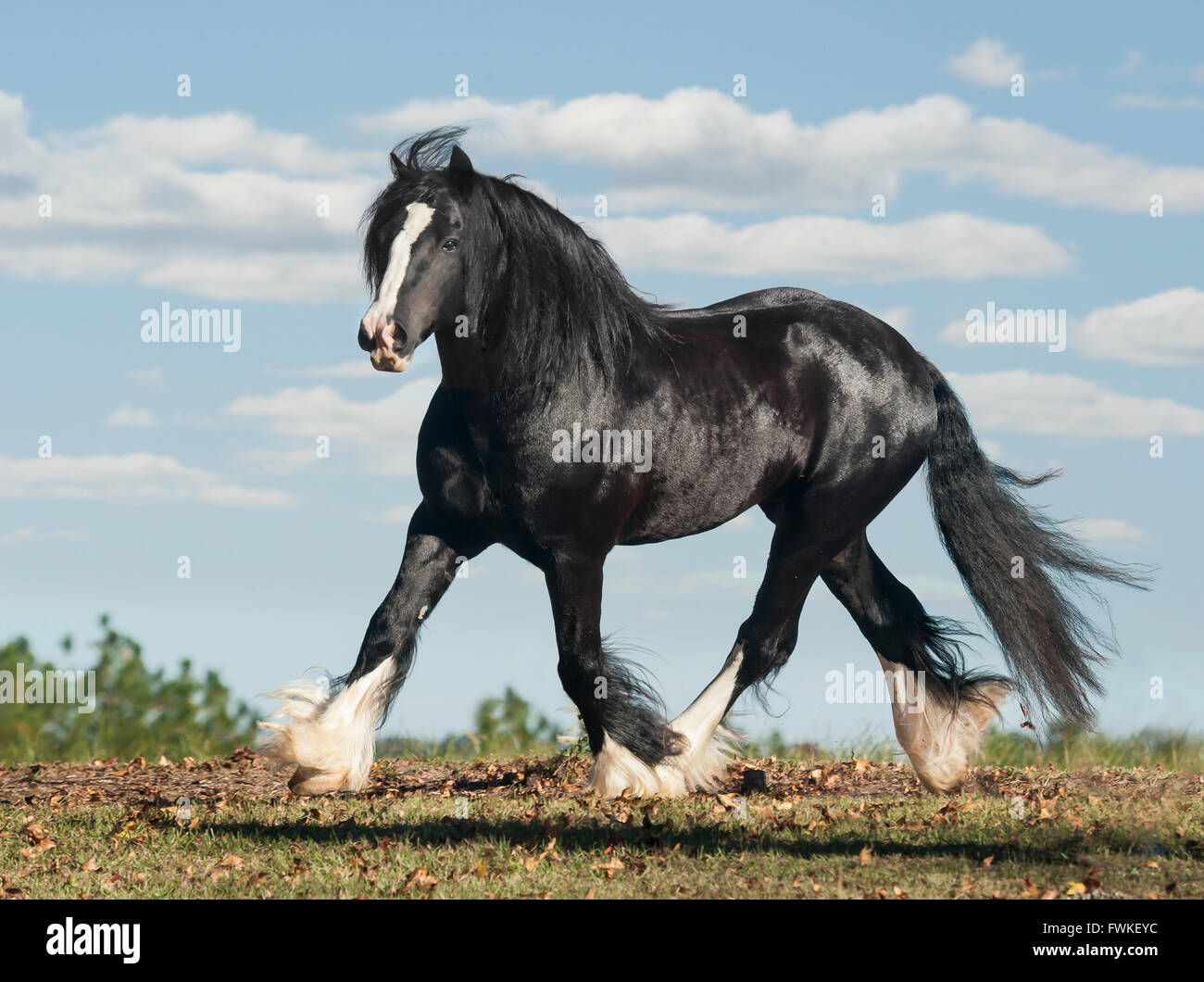 Gypsy Vanner cavallo stallone Foto Stock