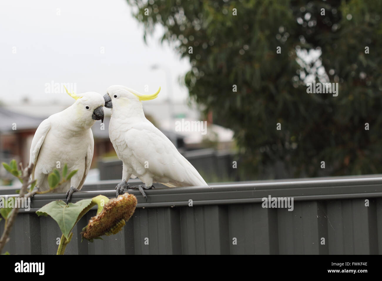 White Cacatua o noti come zolfo-crested Cockato sulla recinzione metallica Foto Stock