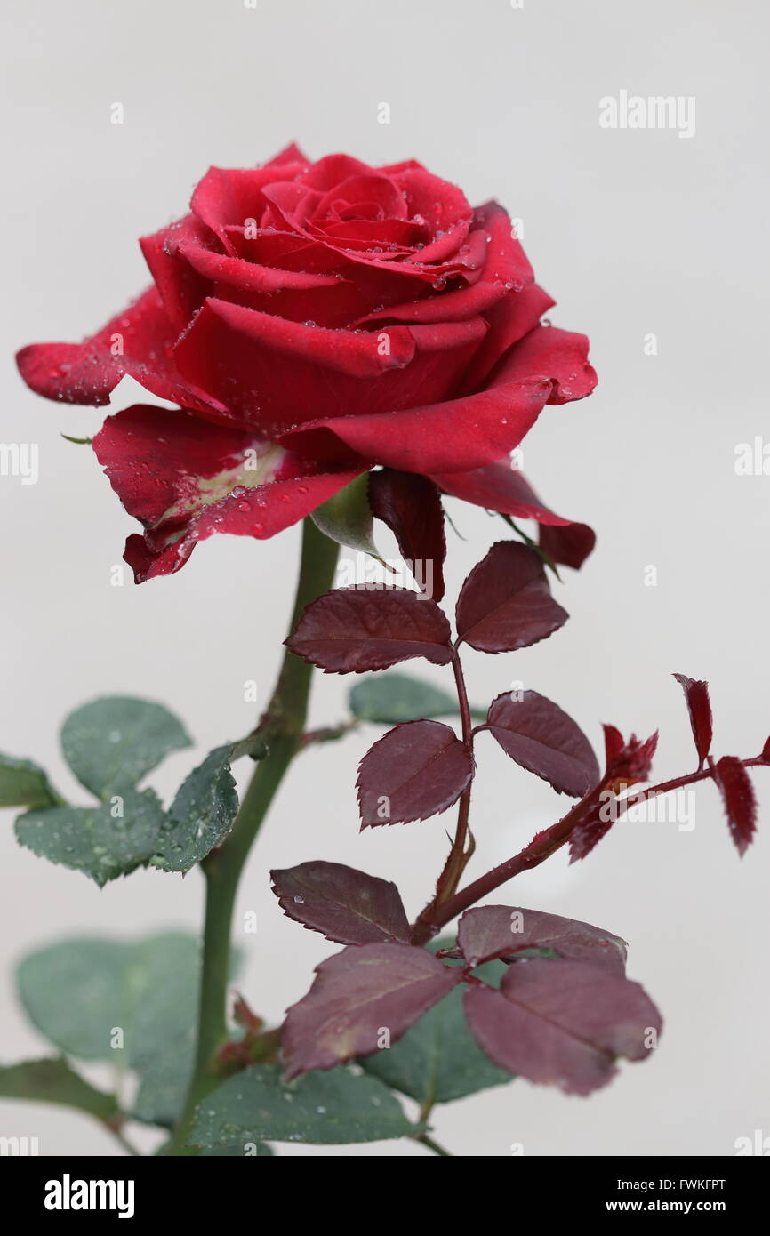 Single Red Rose in piena fioritura Foto Stock