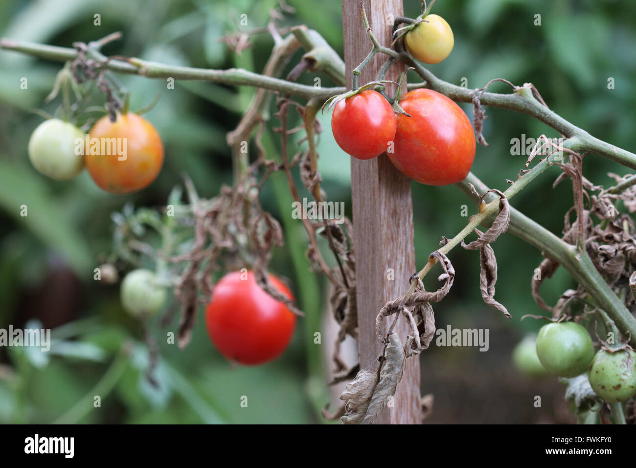 Freschi pomodori cresciuti in casa la maturazione Foto Stock