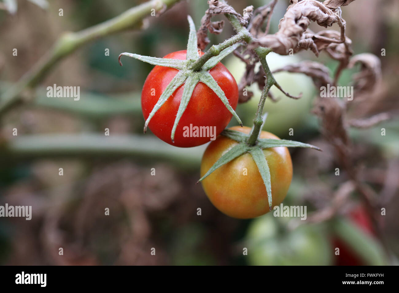Freschi pomodori cresciuti in casa la maturazione Foto Stock