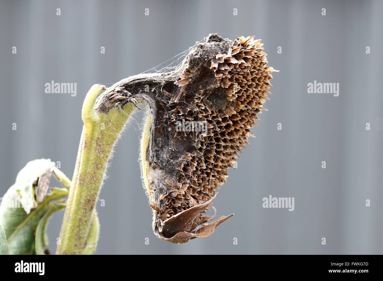 Mezza mangiata essiccato semi di girasole crown Foto Stock