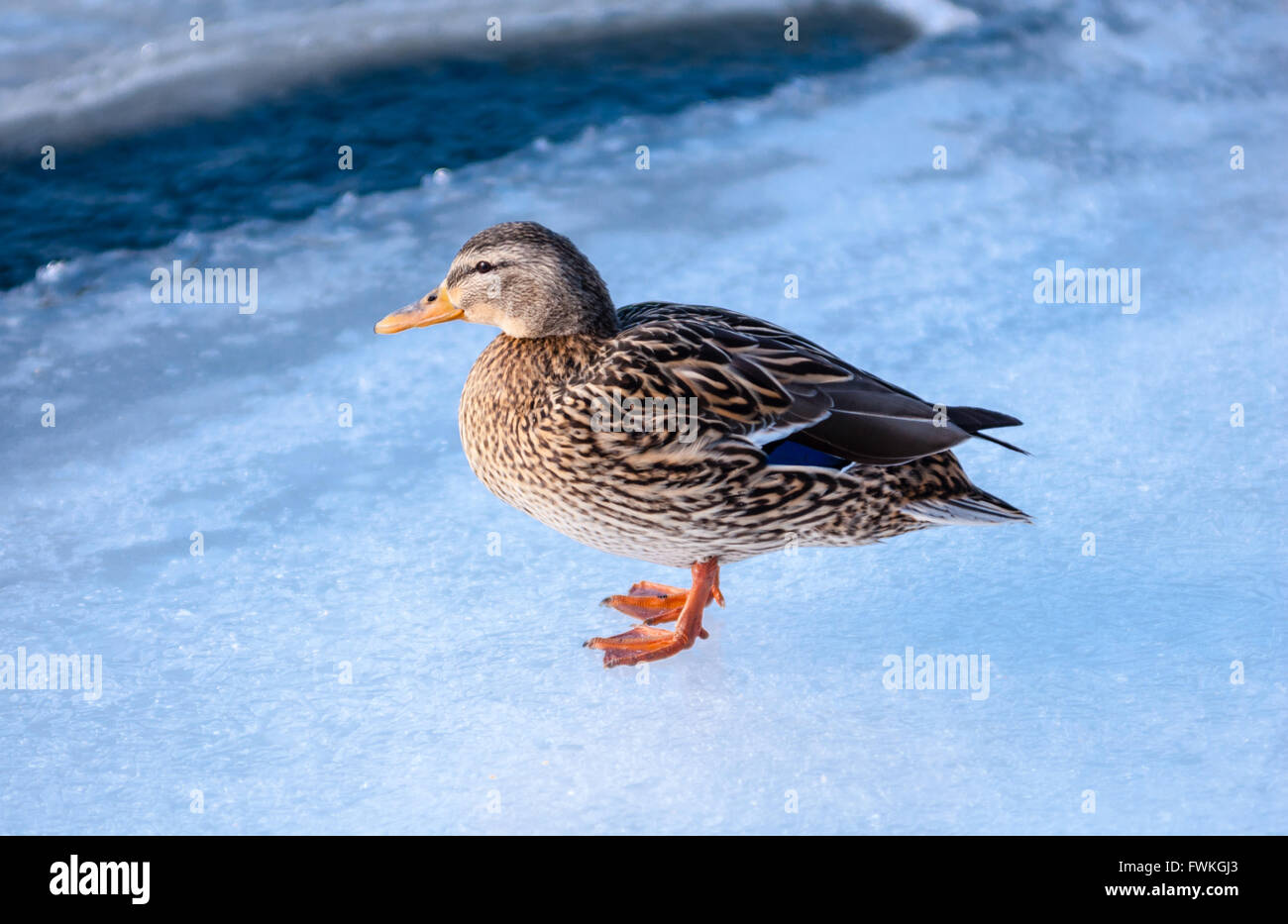 Unica donna Mallard duck in piedi sul ghiaccio sul fiume. Foto Stock