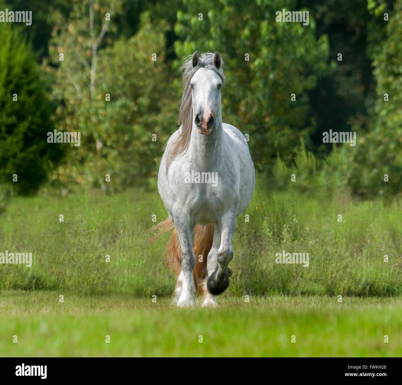 Gypsy Cob cavallo mare corre a noi Foto Stock