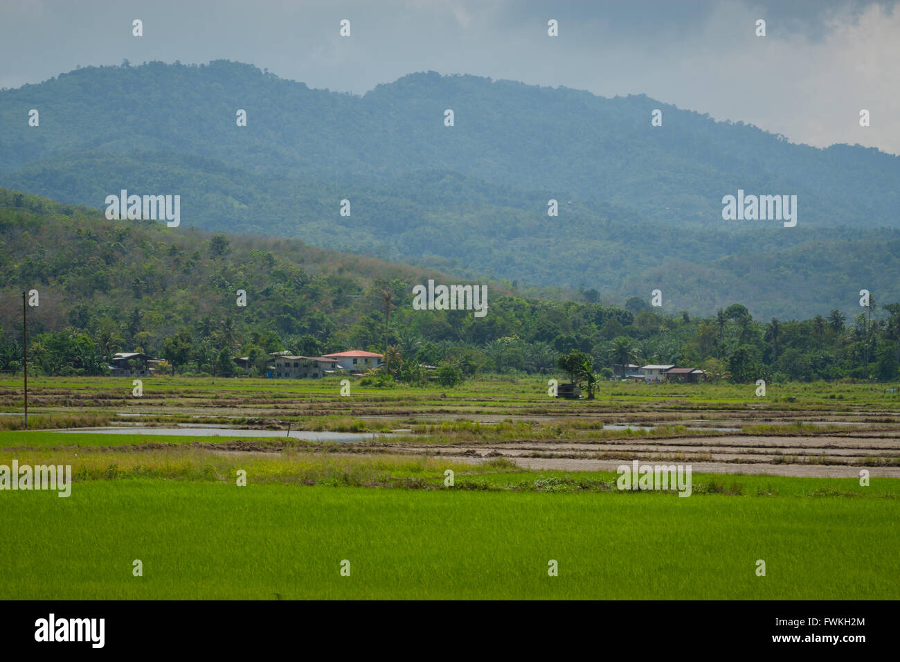 Riso padi o campi paddi a sabah Borneo Settentrionale Foto Stock