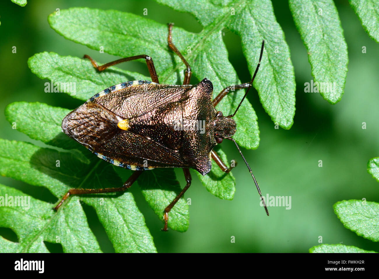 Red-gambe (shieldbug Pentatoma rufipes). Un vero iridescente bug nella famiglia Pentatomidae, mostra colorazione metallica Foto Stock