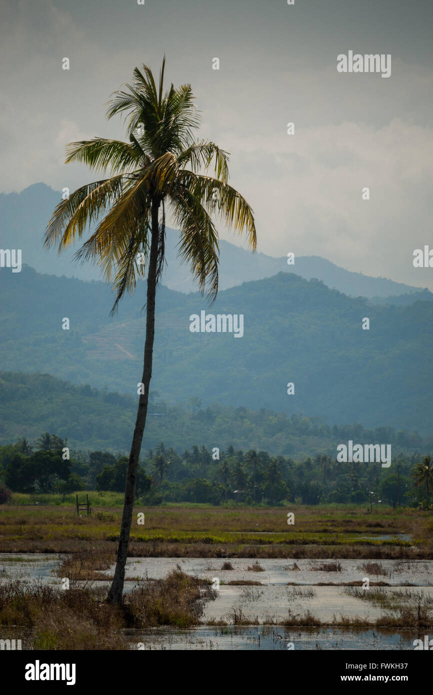 Riso padi o campi paddi a sabah Borneo Settentrionale Foto Stock