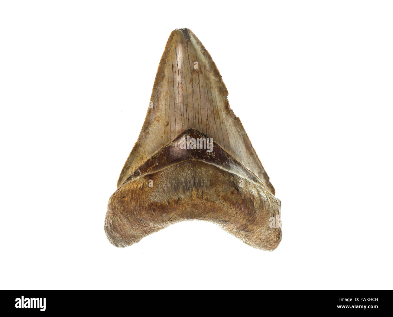 Parte anteriore di un fossilizzato dente da un preistorico C. Megalodon shark Foto Stock