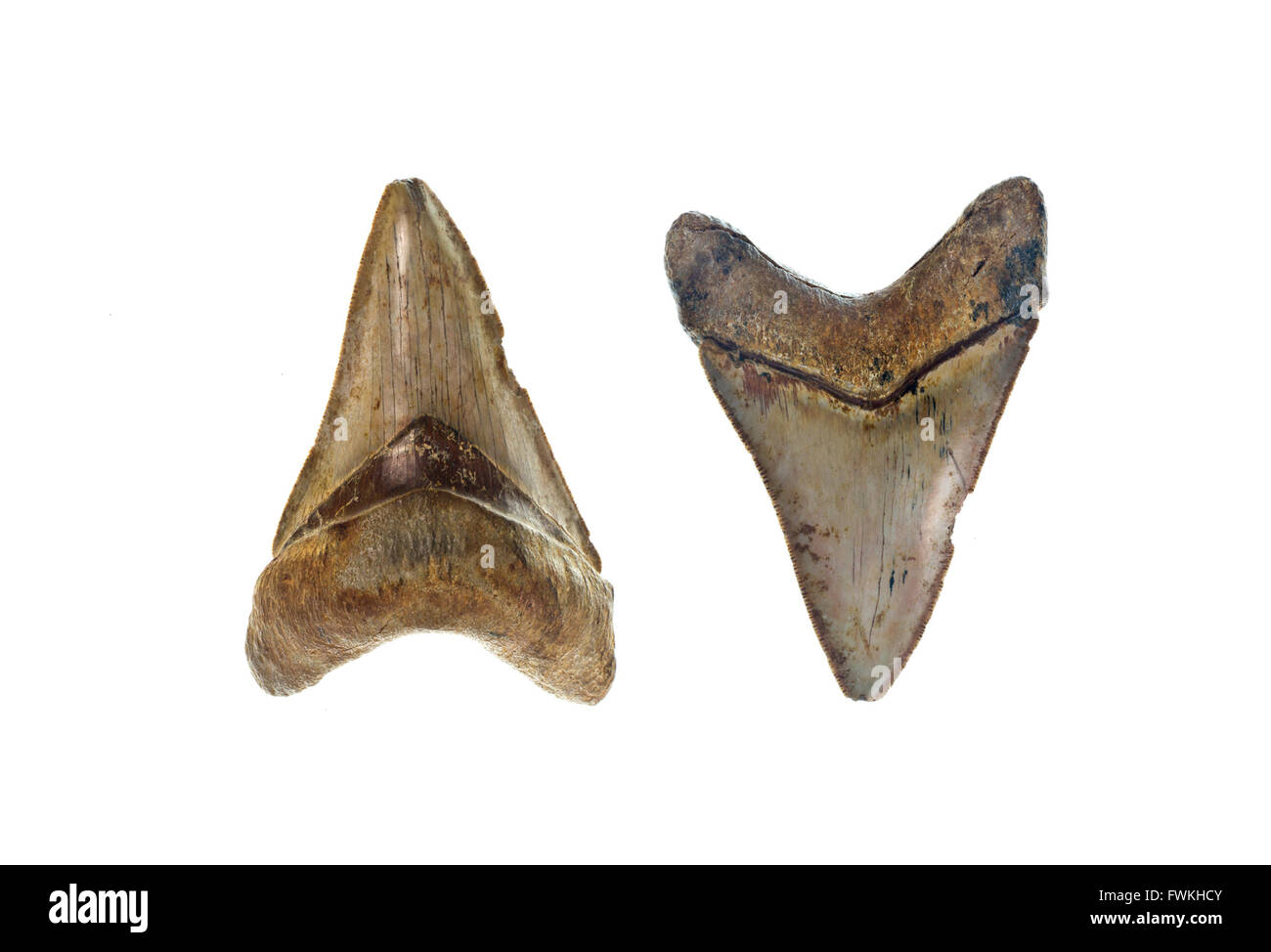 Fossilizzato dente da un preistorico C. Megalodon shark Foto Stock