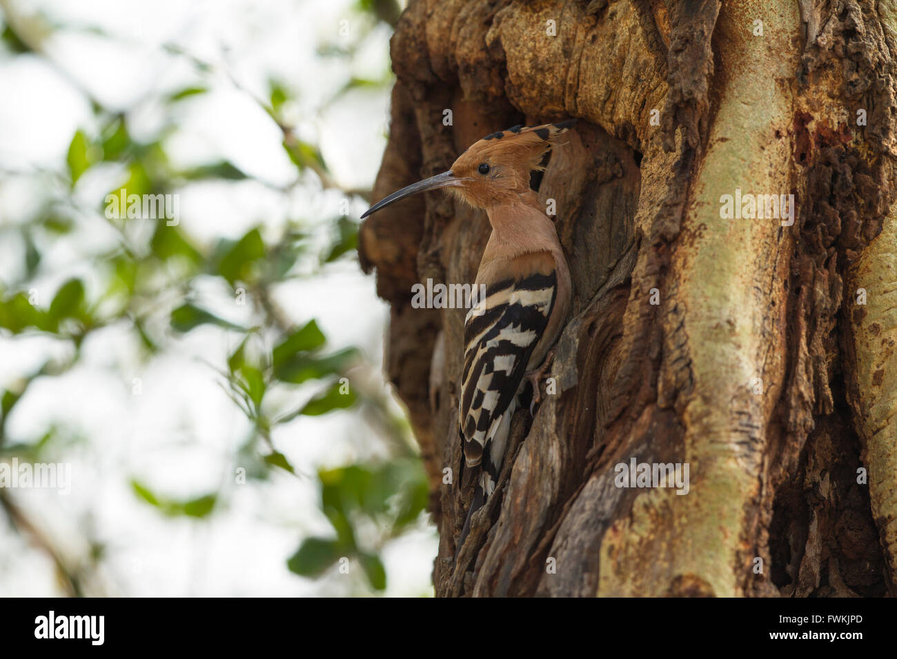 Eurasian Upupa o comuni o Upupa (Upupa epops) il bellissimo uccello marrone con capelli pungenti appollaiate sul log in attesa di feed. Foto Stock