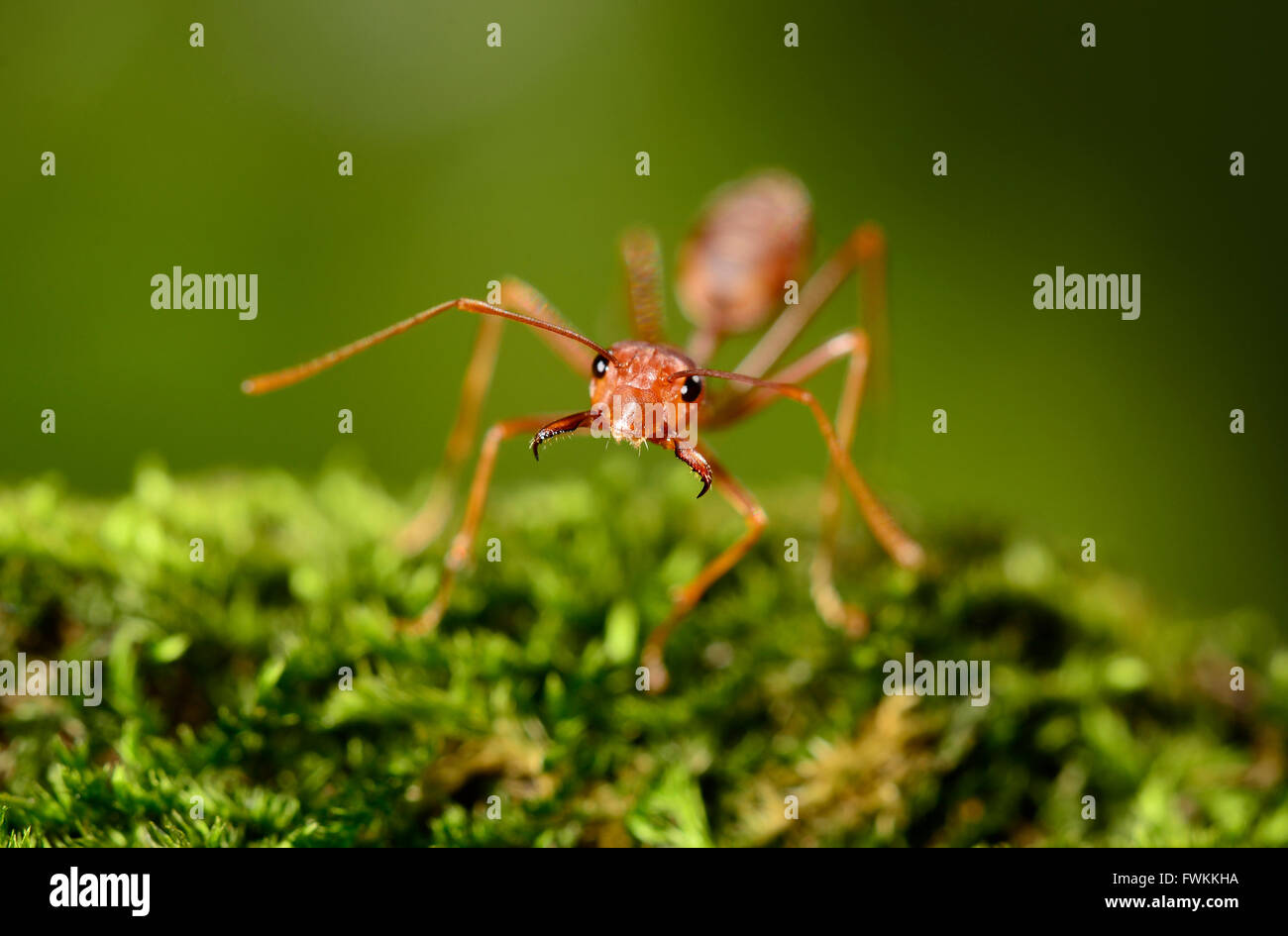 Formica Foto Stock