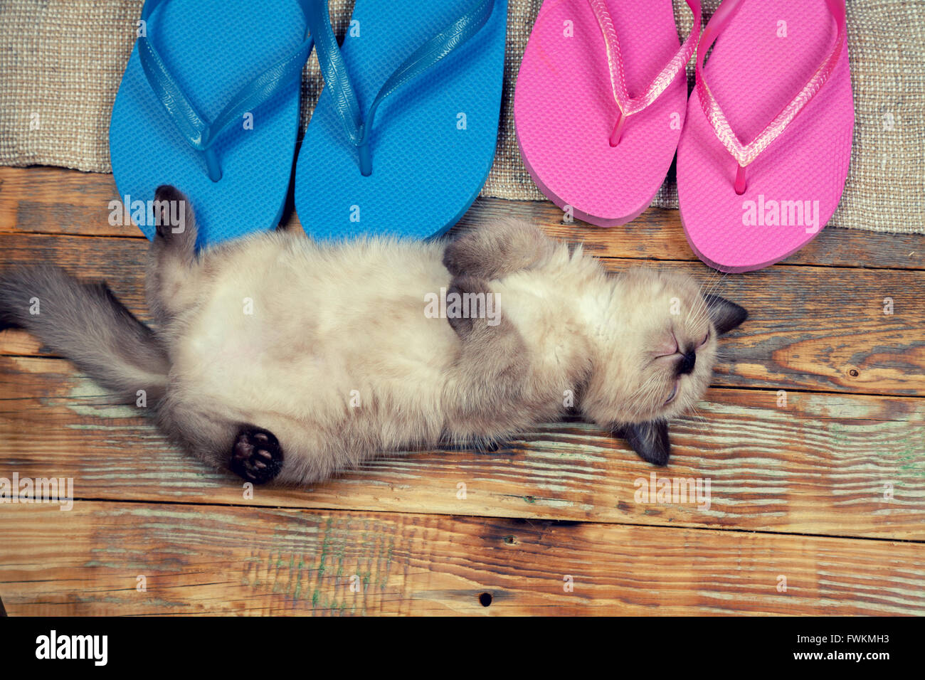 Poco carino gattino indossando le infradito sandali sdraiato sulla schiena Foto Stock