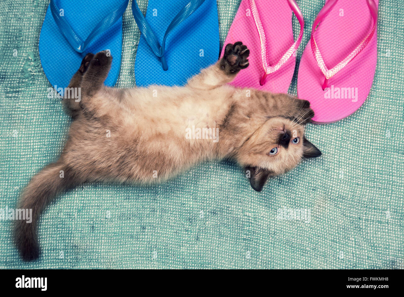 Estate scena. Piccolo gattino giacente su un flip-flop sandali Foto Stock