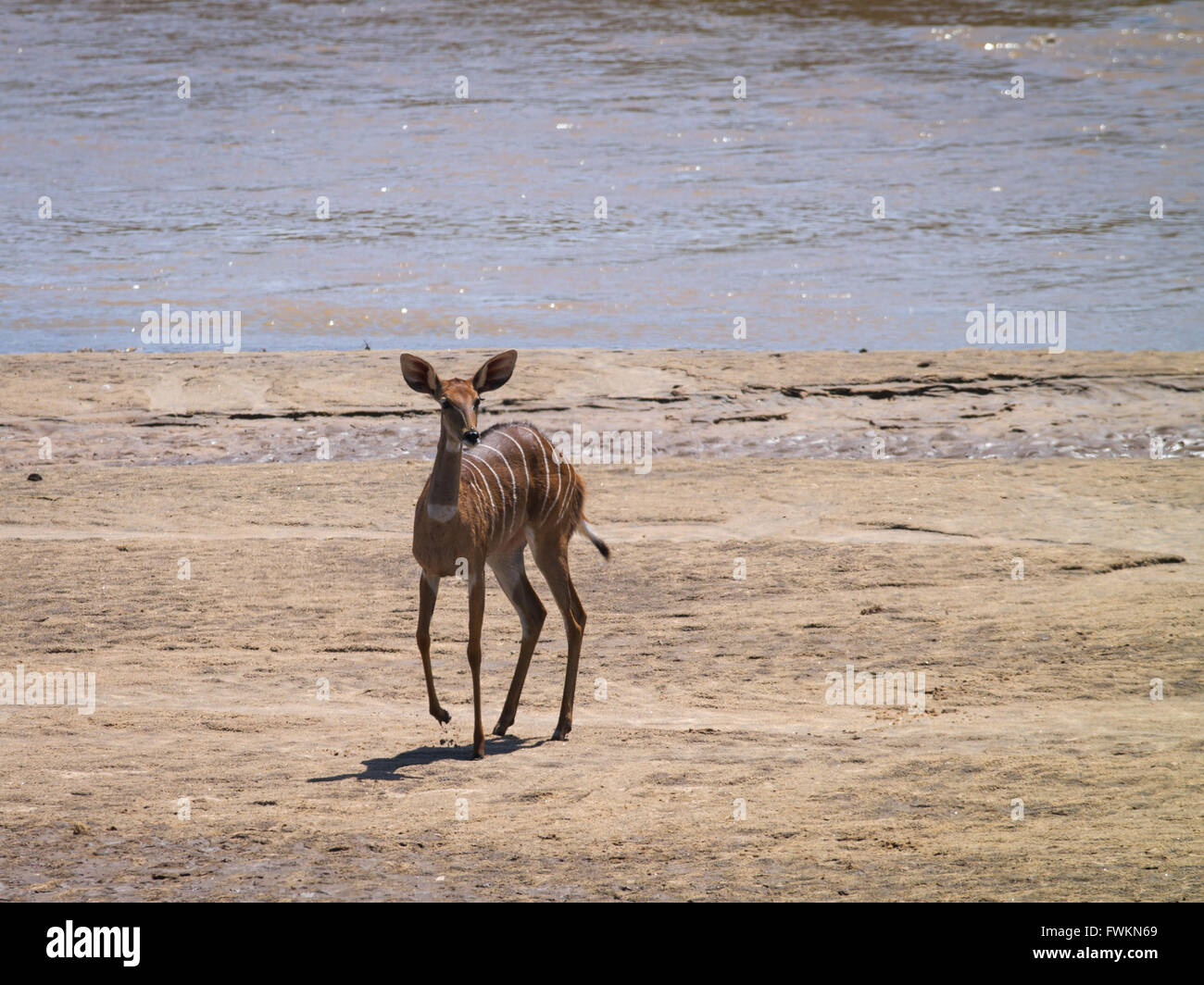Bushbuck (Tragelaphus sylvaticus) dalla riva del fiume nel Parco Nazionale di Tarangire e, Tanzania Africa Foto Stock