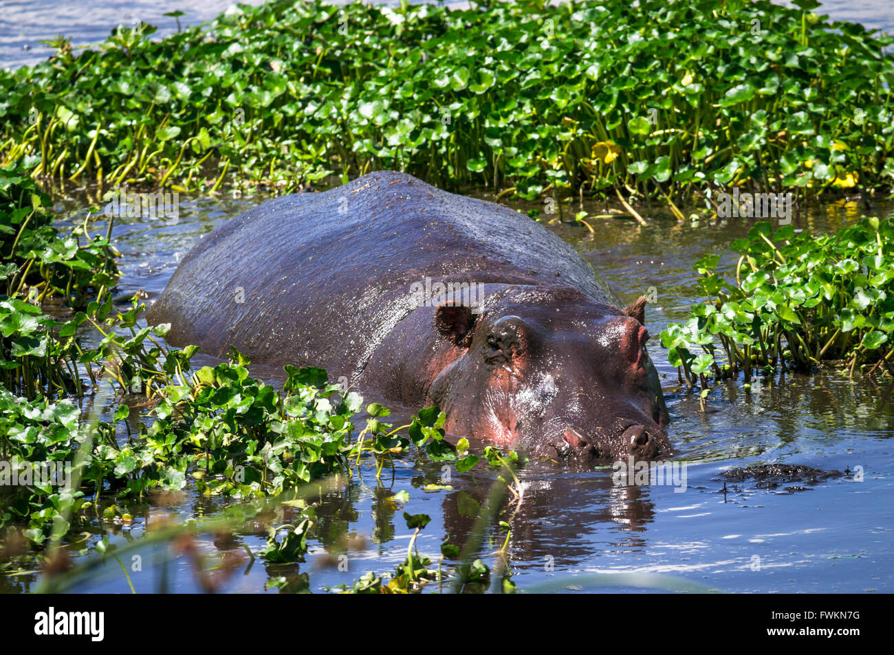 Ippopotamo (Hippopotamus amphibius) semi-sommersa in una zona umida nel cratere di Ngorongoro, Tanzania Africa Foto Stock