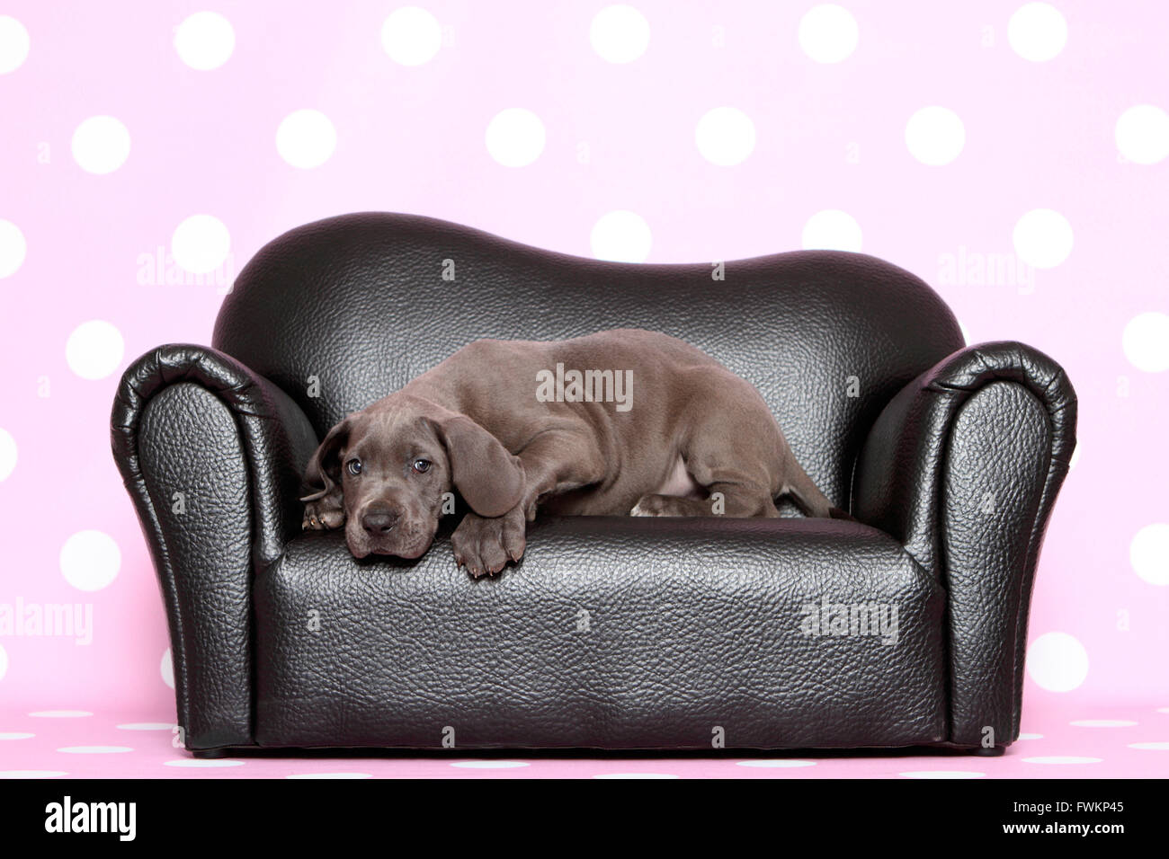 Alano Cucciolo (7 settimane di età) giacente su un nero divano in pelle Studio immagine contro uno sfondo viola con il bianco a pois Foto Stock