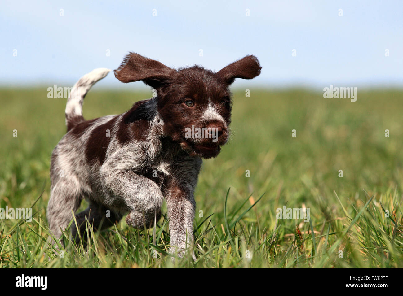 Korthals Griffon. Puppy in esecuzione su un prato. Germania Foto Stock Korthals Griffon. Puppy in esecuzione su un prato. Germania Foto Stock