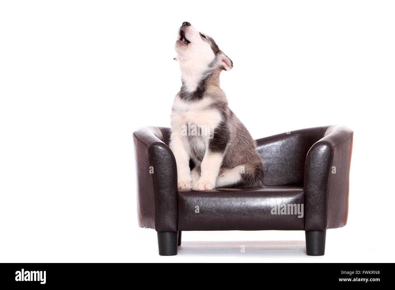 Alaskan Malamute Cucciolo (6 settimane di età) seduto su un divano in pelle nera mentre urlando Studio immagine contro uno sfondo bianco Foto Stock