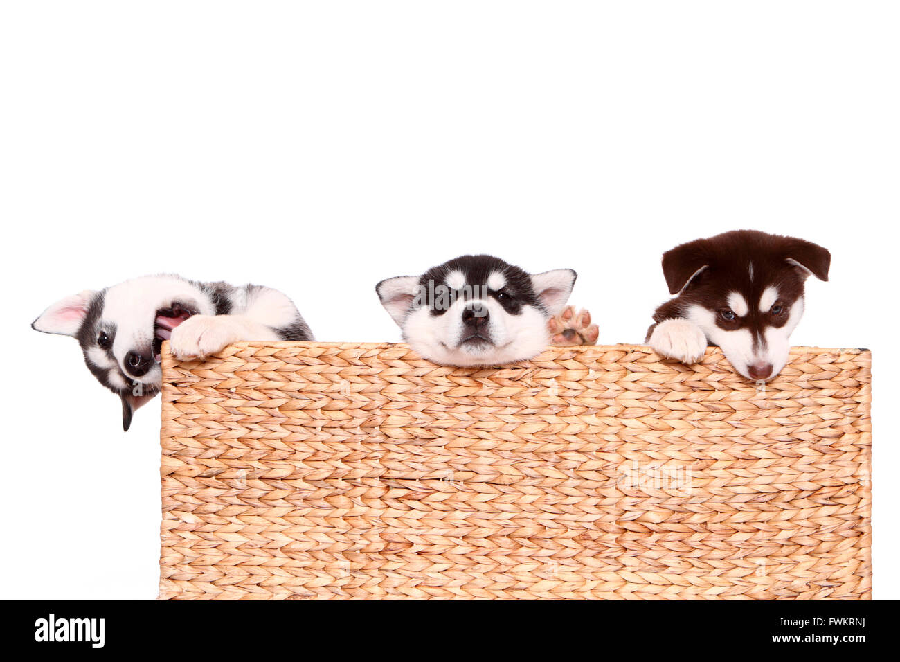 Alaskan Malamute. Cucciolo (6 settimane di età). Tre cuccioli in un cestello. Studio Immagine contro uno sfondo bianco. Germania Foto Stock