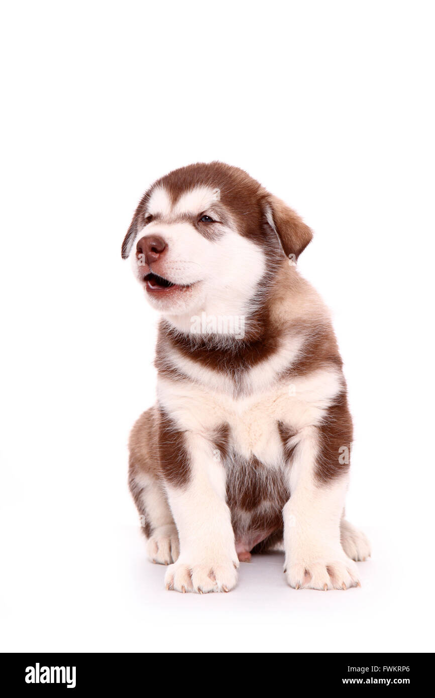Alaskan Malamute. Cucciolo (6 settimane di età) seduto mentre urlando. Studio Immagine contro uno sfondo bianco. Germania Foto Stock