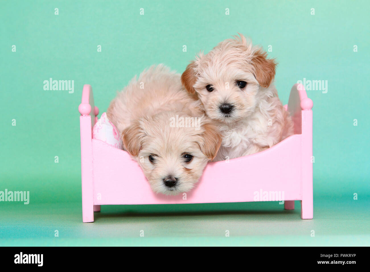 Maltipoo (Maltese x barboncino Toy). Due Cuccioli giacente in una rosa di bambole letto. Studio Immagine contro uno sfondo verde. Germania Foto Stock