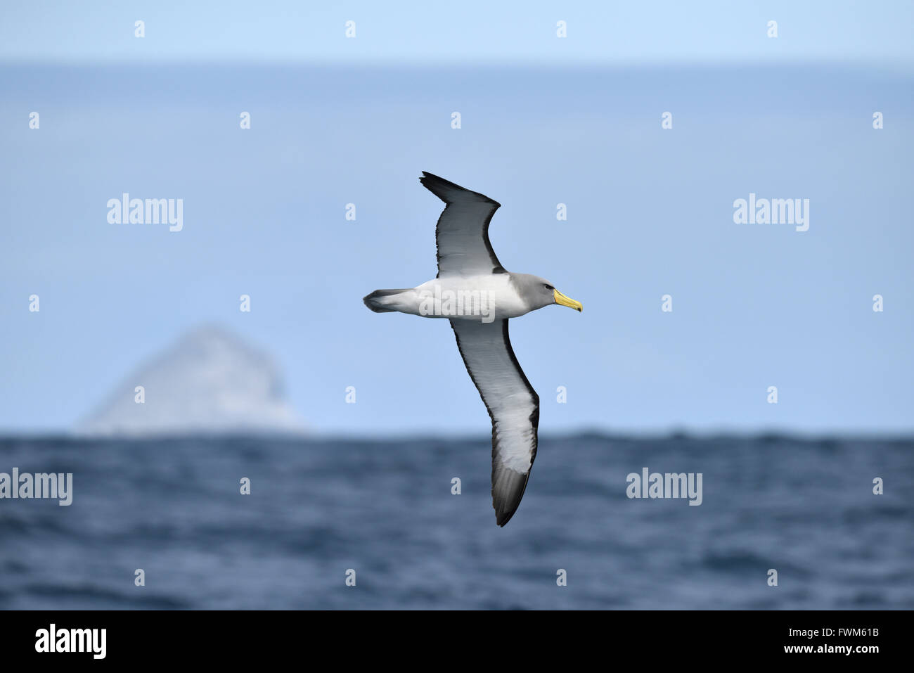 Isola Chatham Albatross - Thalassarche eremita Foto Stock