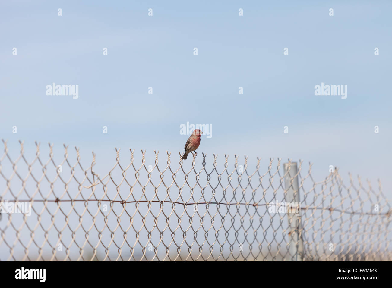 Casa maschio finch uccello con testa rossa si siede su un recinto pronto a volare in una palude nel sud della California negli Stati Uniti Foto Stock