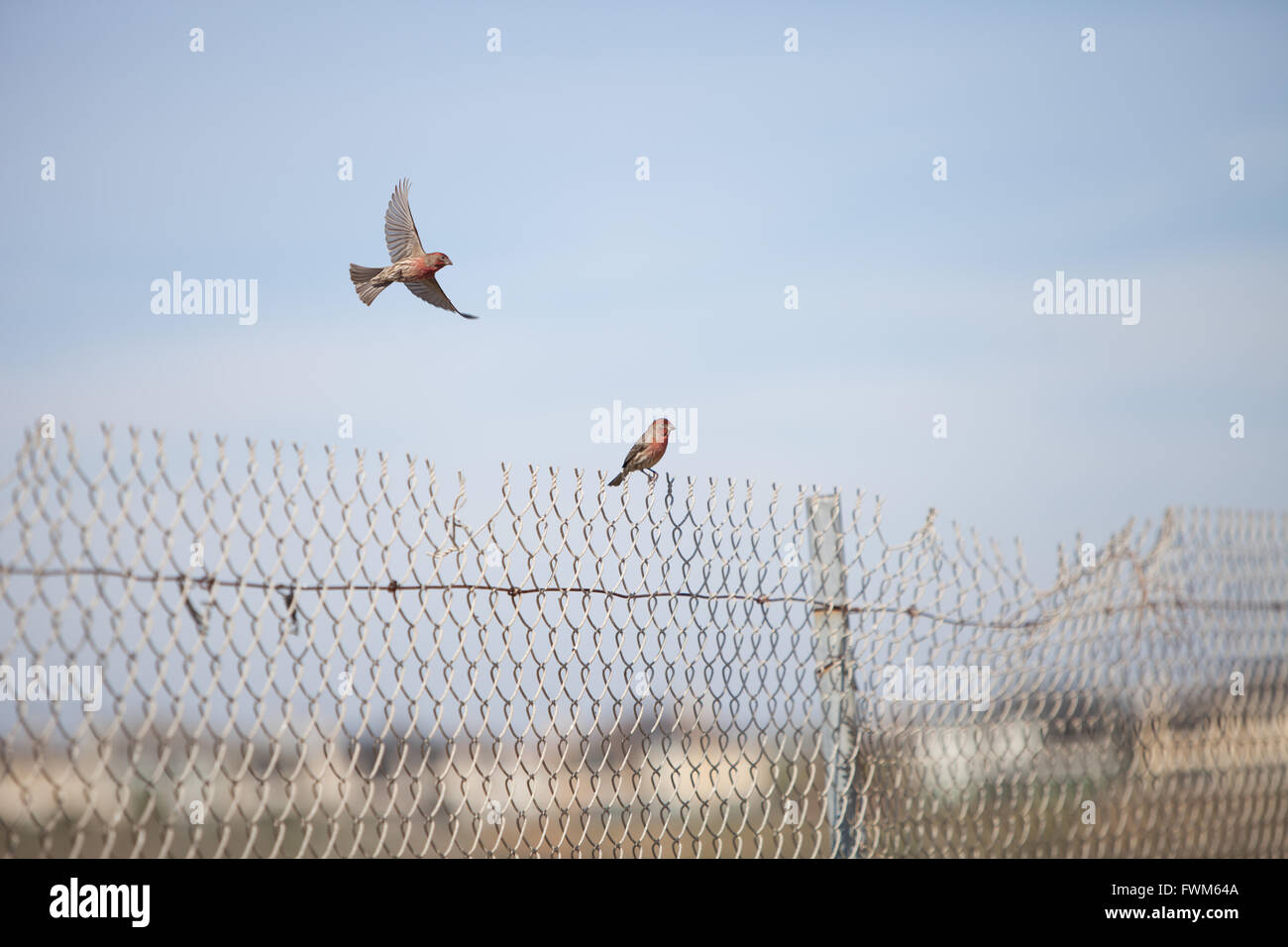 Casa maschio finch uccello con testa rossa si siede su un recinto pronto a volare in una palude nel sud della California negli Stati Uniti Foto Stock