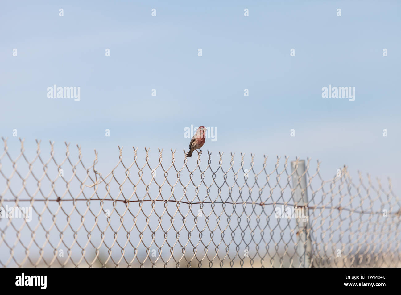Casa maschio finch uccello con testa rossa si siede su un recinto pronto a volare in una palude nel sud della California negli Stati Uniti Foto Stock